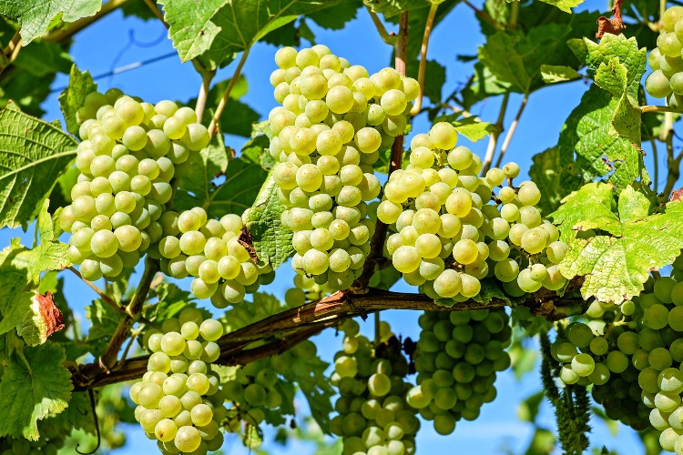 تلاش برای ثبت جهانی انگور ملایر
