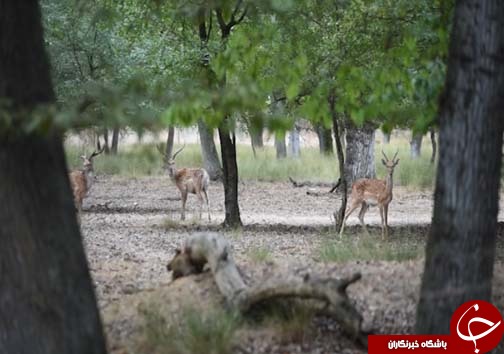 مازندران پناهگاه گوزن&zwnj;های نادر /افزایش گوزن زرد و مرال در پناهگاه&zwnj;های مازندران