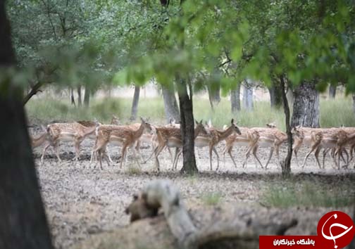مازندران پناهگاه گوزن&zwnj;های نادر /افزایش گوزن زرد و مرال در پناهگاه&zwnj;های مازندران
