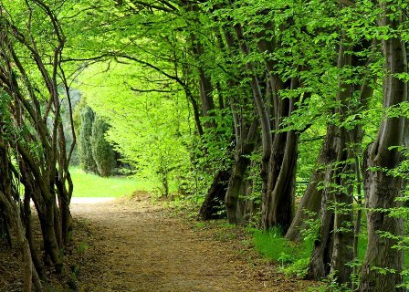 آبشاری به زیبایی یک رویا/آب پری بکرترین جاذبه شهر نور+تصاویر