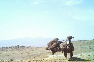 تصویربرداری از گونه کمیاب عقاب ایران در اصفهان