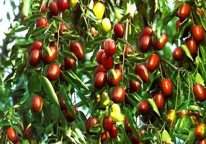 برگزاری جشن عناب در سیوجان