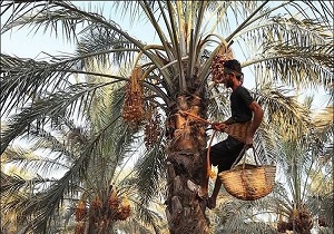 برپایی نخستین جشنواره برداشت خرما در شهرستان کارون