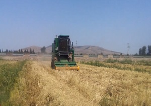 برداشت شالی از مزارع کشاورزی روستای "مرزبن" + فیلم