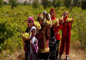 برگزاری جشنواره انگور در دهستان نیکویه