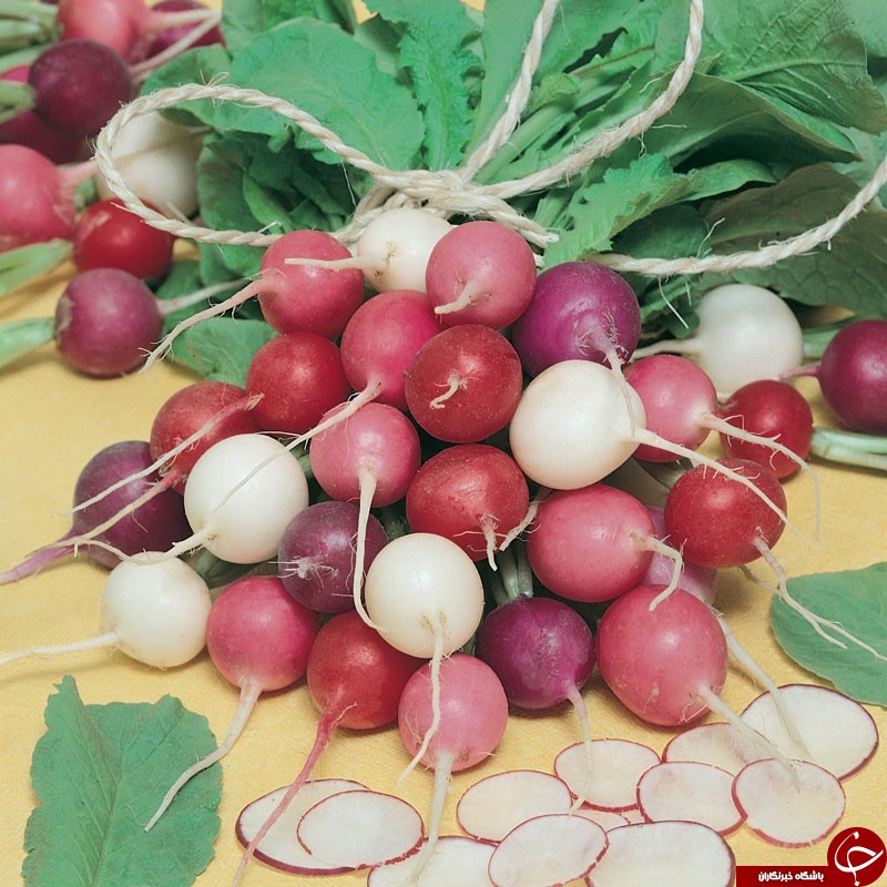 معرفی خواص اعجاب انگیز تربچه و برگهای آن معرفی خواص اعجاب انگیز تربچه و برگهای آن