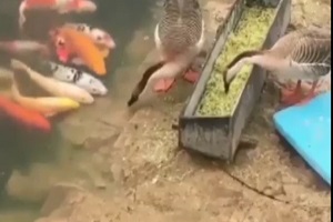 غذا دادن اردک به ماهی‌ها + فیلم
