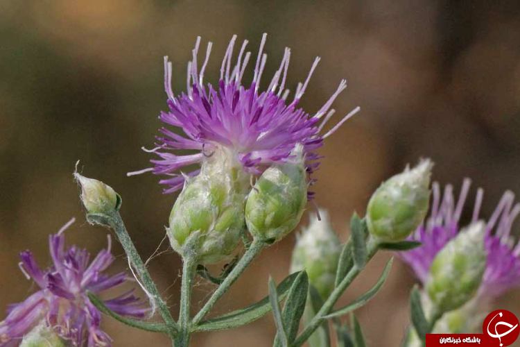 سیر تا پیاز گیاهی تلخ مزه به نام تلخه +خواص درمانی