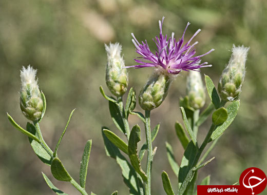 سیر تا پیاز گیاهی تلخ مزه به نام تلخه +خواص درمانی