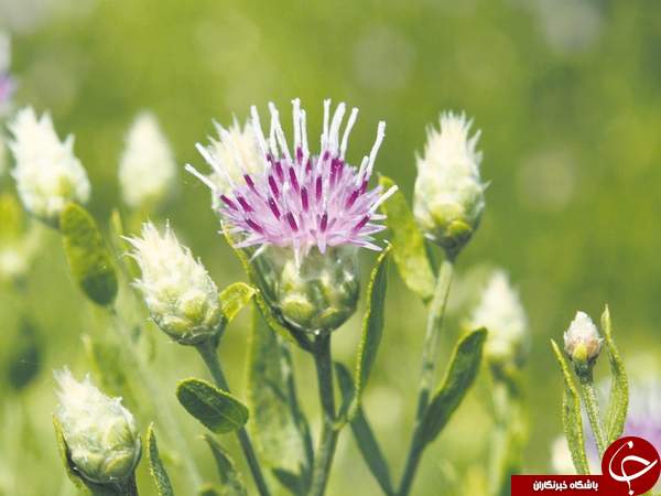 سیر تا پیاز گیاهی تلخ مزه به نام تلخه +خواص درمانی