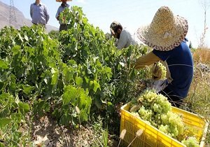 برداشت انگور در استان قزوین