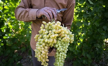 جشنواره ای به شیرینی انگور در تیران و کرون