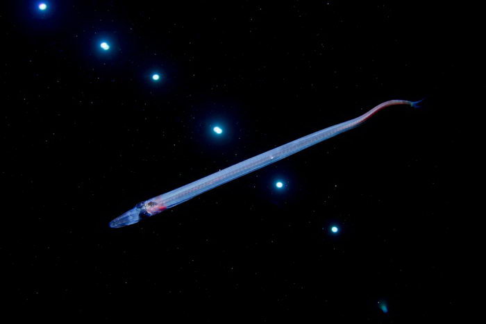 موجودات شگفت انگیز در اقیانوس که تا به حال ندیده اید+تصاویر
