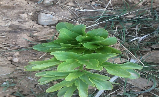کسب درآمد میلیونی با فروش گیاهان دارویی/ چگونه با کاشت &laquo;گل محمدی&raquo; پول پارو کنیم؟+تصاویر
