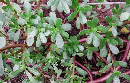 گیاهی دارویی برای رفع تشنگی/میوه&zwnj;ای ترش برای درمان سریع دیابت/از مصرف آب در این لیوان&zwnj;ها غافل نشوید/پوست ماهی مضر یا مفید؟