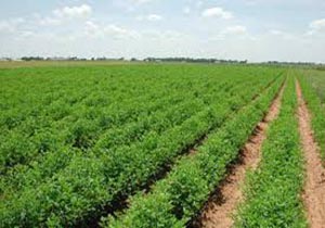 اجرای طرح امنیت غذایی در ۴۶ هزارهکتار اراضی لرستان