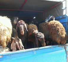 کشف دام زنده قاچاق در آستارا