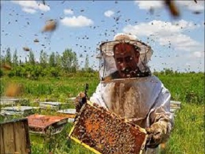 تغییر شرایط اقلیمی و کاهش ۱۰ درصدی تولید عسل در ساوه