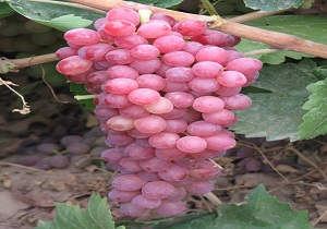 برداشت انگور در تاکستان
