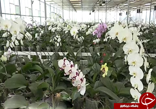 ارکیده برگ برنده صادرات گل و گیاه مازندران