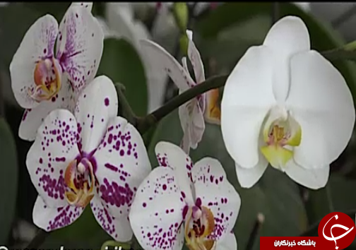 ارکیده برگ برنده صادرات گل و گیاه مازندران