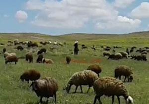 نمایی از دشت سرسبز و بکر در «علی‌آباد خرقان» + فیلم