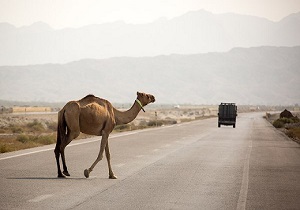 تصادف عجیب شتر با سمند! + فیلم