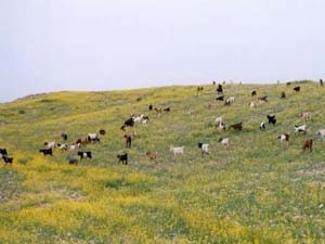 اجرای طرح حفاظت مشارکتی در مراتع حاجی آباد