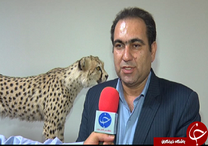 افزایش جمعیت گورخر آسیایی در پارک ملی شهرستان شاهرود