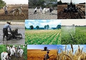پرداخت تسهیلات رونق تولید به ۳۹۲ طرح کشاورزی در قزوین