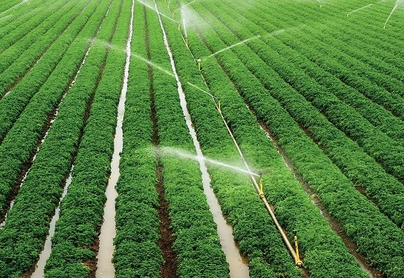 تجهیز ۱۰ هزار هکتار اراضی کشاورزی استان بوشهر به آبیاری نوین