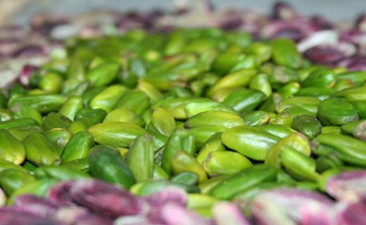 طلای سبز کرمان و روزگارسخت