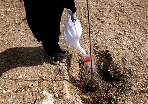 کاشت نهال در حاشیه سد نهب در سال جاری