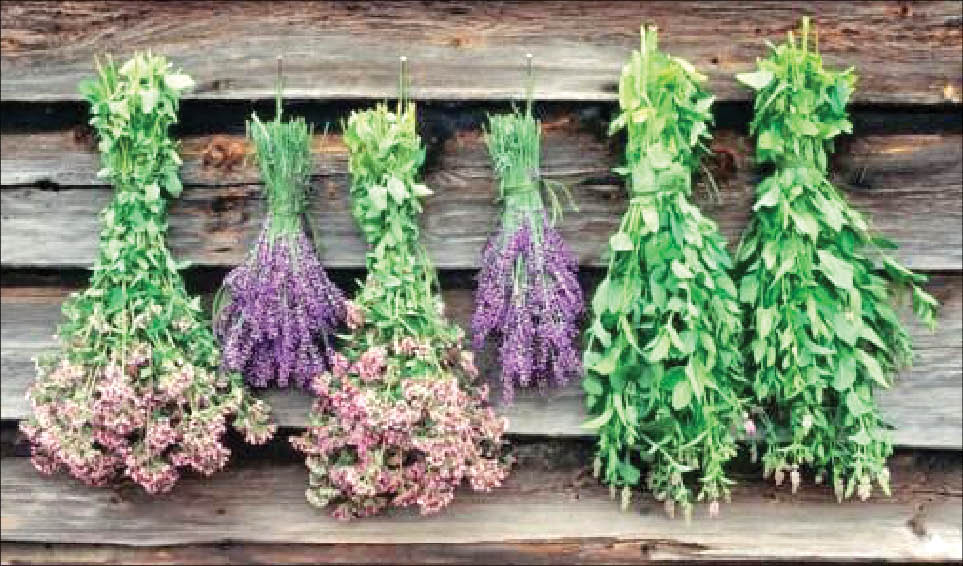 حمایت های ستاد گیاهان دارویی
