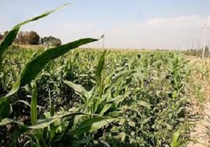 تعطیلی کارگا‌های جهاد نصر بدون هماهنگی