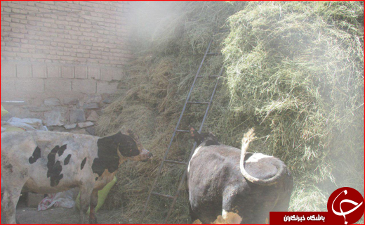بازی کودکانه یک روستا را به آتش کشید + تصاویر