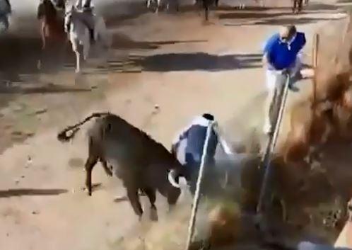 حمله مرگبار گاو خشمگین به تماشاچی! + فیلم//