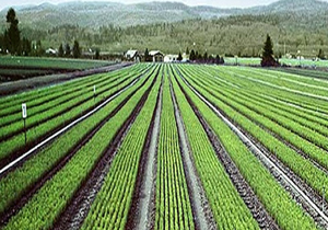 کشت فراسرزمینی راهکاری برای مقابله با کم آبی