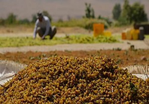 پرداخت ۲۰۰ میلیارد ریال یارانه کشمش در استان قزوین