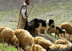 پرداخت ۱۵۰ میلیارد ریال تسهیلات به عشایر