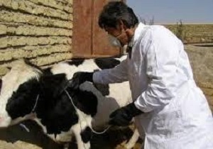 ۳۶۵ هزار نوبت دام شهرستان دیواندره واکسینه شدند