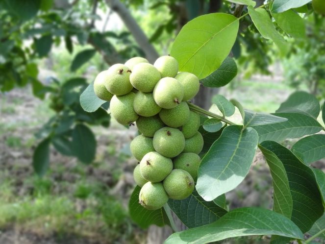 کاهش ۵۲ درصدی تولید گردو در آذربایجان غربی