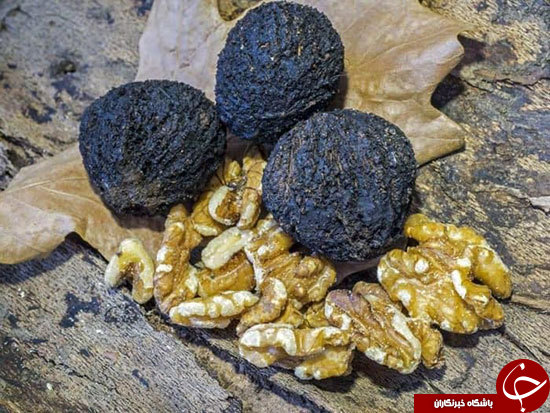 خواص گردوی سیاه خواص گردوی سیاه