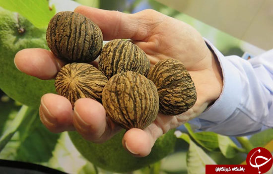 خواص گردوی سیاه خواص گردوی سیاه