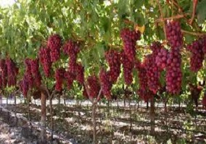 داربستی شدن بیش از ۵ هزار هکتار باغ انگور در قزوین