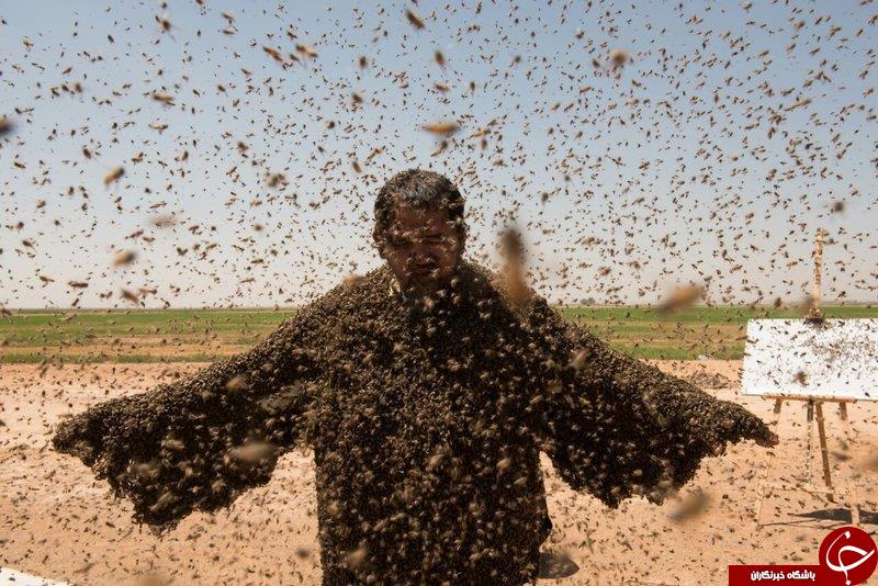 شکست مرد عربستان در ثبت رکورد با پوشیدن لباسی زنده و زهرآگین