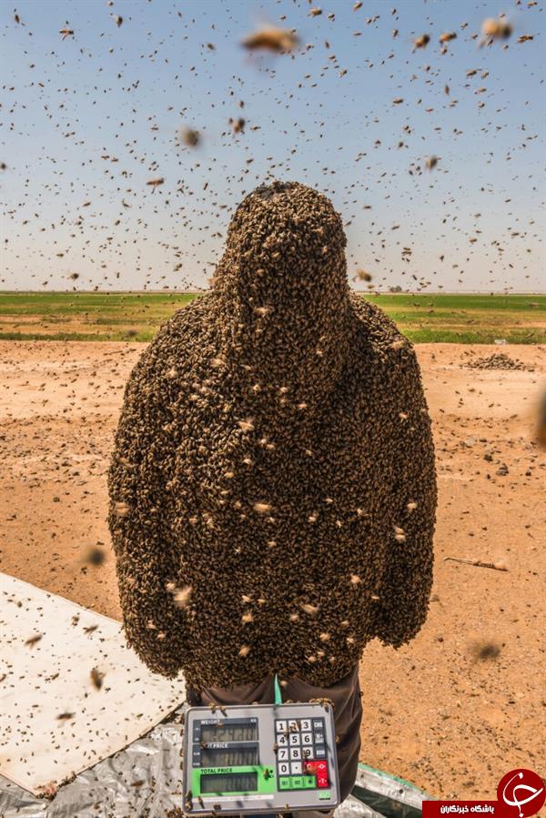 شکست مرد عربستان در ثبت رکورد با پوشیدن لباسی زنده و زهرآگین