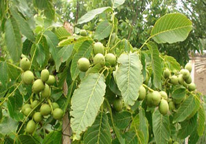 سردشت رتبه اول تولید گردو در آذربایجان غربی
