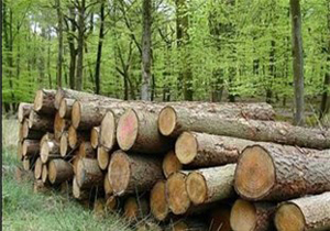 کشف ۱۰ تن چوب جنگلی قاچاق در آمل