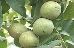 آمادگی موکب‌ها برای استقبال از زائران امام رضا (ع) + فیلم